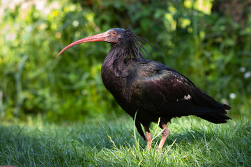 Northern bald ibis - obrazy, fototapety, plakaty