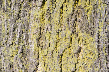bark of tree texture 