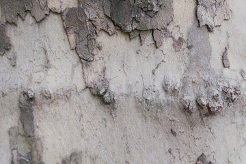 bark of tree texture 