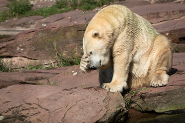 Polar bear