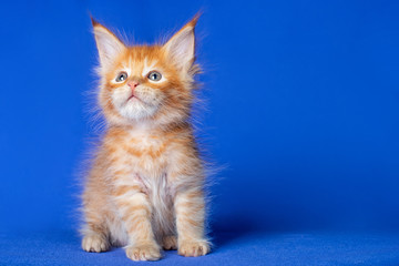Adorable cute maine coon kitten on blue background in studio, isolated.