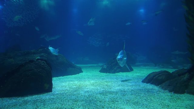 moonfish opah biology aquarium slow motion