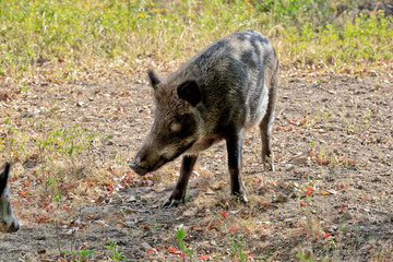 Wildschweine auf einer Lichtung