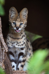 Fototapeta premium Serval kitten showing his tongue