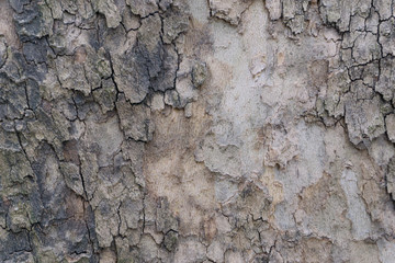 bark of tree texture 