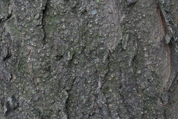 bark of tree texture 