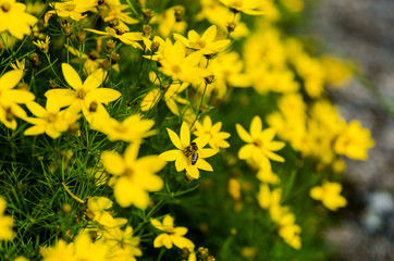Working bee on yellow flowers