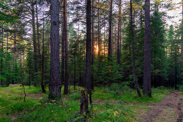 Fototapeta na wymiar Landscape early autumn fir forest in the Ural mountains.