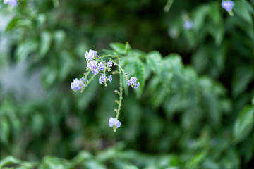 purple flowers on a green background