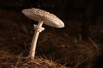 Macrolepiota excoriata well lit, on a dark background.