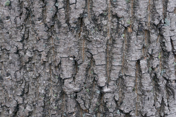 bark of tree texture 