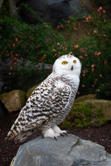 Snowy owl
