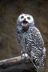 Snowy owl