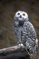 Snowy owl
