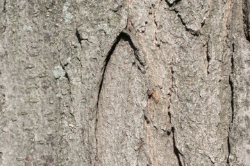 bark of tree texture 