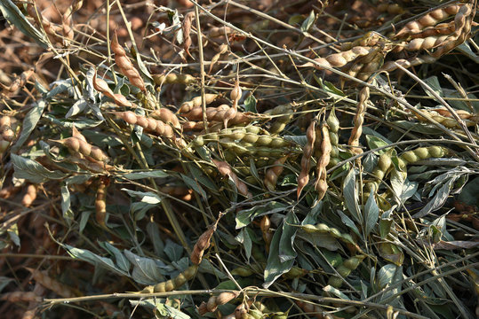 Pigeon pea crop in farm field field