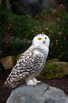 Snowy owl