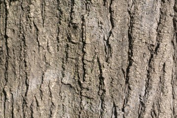 bark of tree texture 