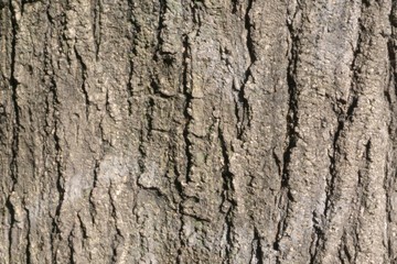 Naklejka premium bark of tree texture 