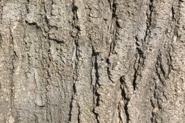 bark of tree texture 