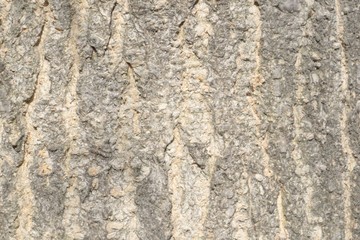 Naklejka premium bark of tree texture 