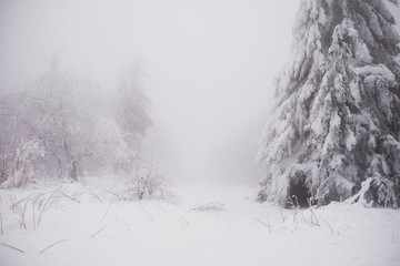 Christmas nature background with snowy fir trees. Amazing landscape with fog and cloudy sky. Winter in foggy mountains. Snow covered pine tree forest. Holidays in Carpathian mountains, Ukraine.