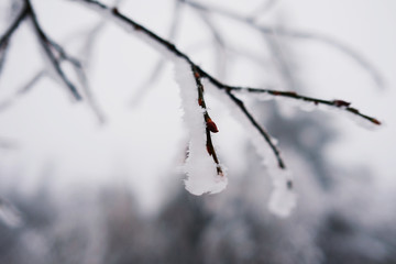 Snow and ice on the branches of a tree. Beautiful winter background. Holidays in Carpathian...