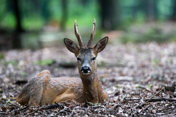Roe deer