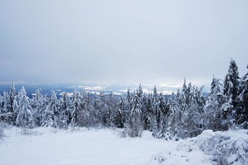 Beautiful Christmas nature background with snowy fir trees and blue mountains in winter. Amazing winter landscape with snow and clouds. Snow covered pine tree forest. Carpathian mountains, Ukraine.