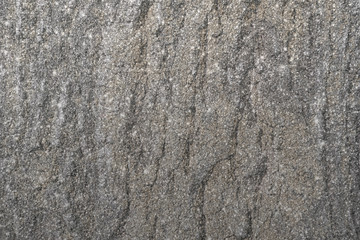 bark of tree texture 