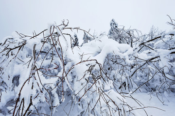 Snow and ice on the tree branches. Beautiful winter holidays. Snowy and frozen forest nature background.