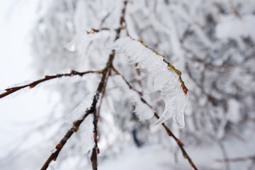 Snow and ice on the tree branches. Beautiful winter holidays. Snowy and frozen forest nature background.