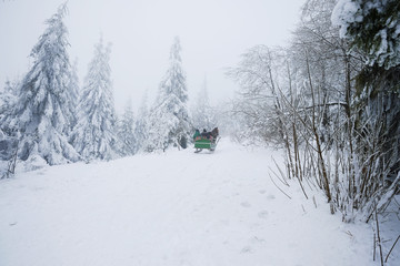 A cart with a horse going away into the forest between big beautiful pines in winter. Back view of the cart moving forward. Christmas background with snowy fir trees. Carpathian mountains Ukraine.