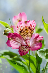 Obraz na płótnie Canvas Pink lily flower close up in sunlight