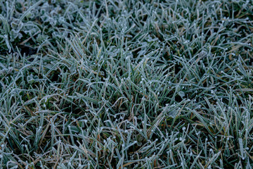 Close up of frozen grass blades as green natural background. Shallow DOF