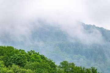 Fog in the dense green forest on the top of the hill