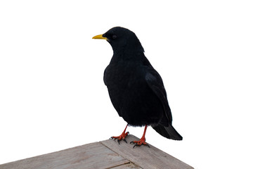 Different views of isolated alpine chough standing on wood