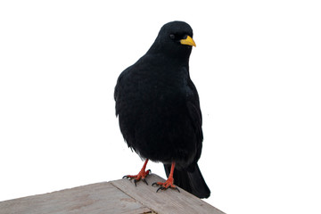 Different views of isolated alpine chough standing on wood