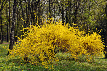 Blooming yellow forsythia in the park