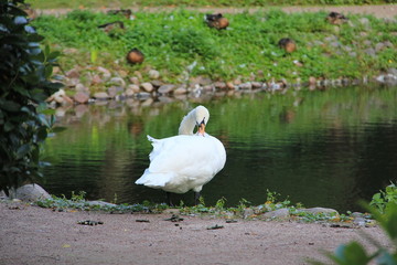 A lone Swan on the shore of a pond is cleaning its feathers by bending its neck