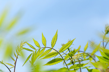 young curved leaves in spring against the sky, spring background