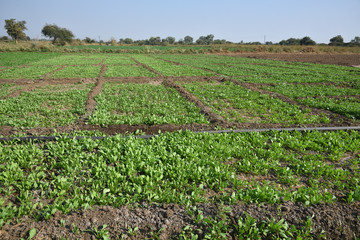 Fototapeta na wymiar Fresh spinach in organic farm