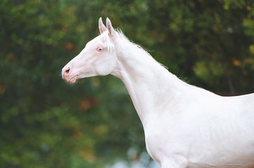 Portrait of a beautiful horse of Akhal-Teke breed on a background of green foliage. Isabel Stallion with Blue Eyes