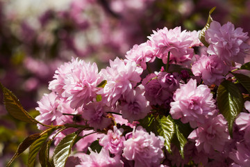 Sakura double blossom - beautiful pink flowers on branches in clear weather. Early spring, concept, sakura buds