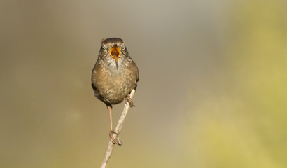 Carriça Troglodytes troglodytes