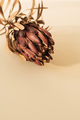 One dry red protea flower on pastel beige background. Minimal tropical exotic floral composition.