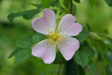 Delicate spring flowers of the Italian Alps
