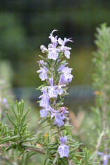 Delicate spring flowers of the Italian Alps