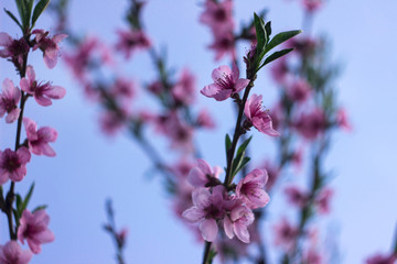 Peach blossom - beautiful pink flowers on branches, against a blue sky background. Early spring concept