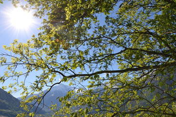 May Sunny day in The Italian Alps